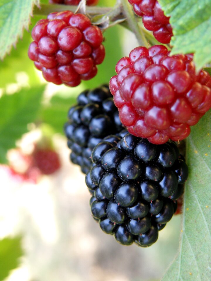 Berry healthy summer