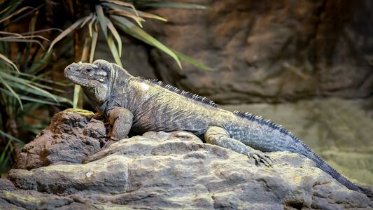 Reptile lizard animal