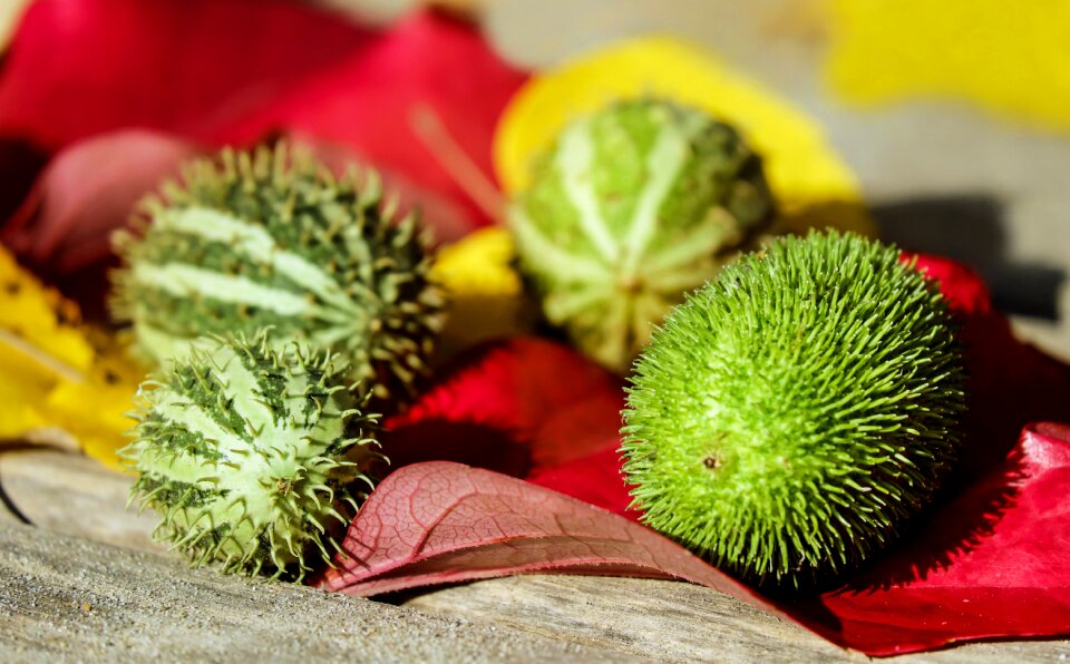 Green white prickly
