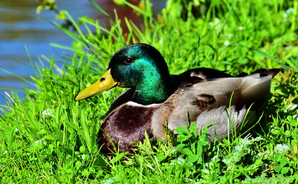 Rest drake water bird
