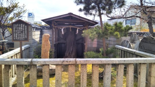 Sakamatsu in Iminomiya shrine photo