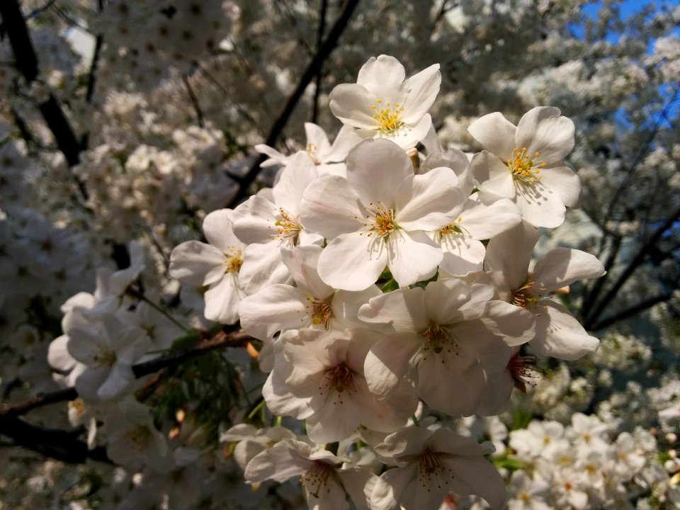 Sakura 2019 in Daikanyama
