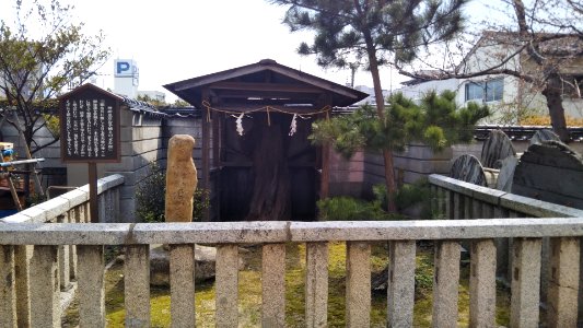 Sakamatsu pine in Iminomiya shrine