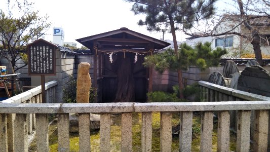 Sakamatsu pine in Iminomiya shrine photo