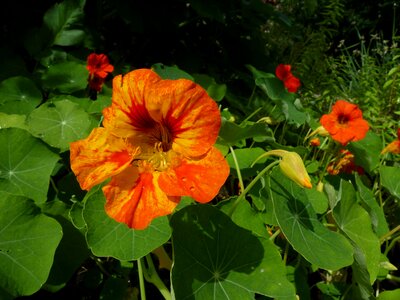 Tropaeolum majus nasturtium flower