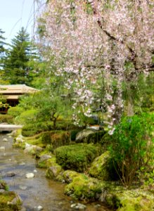 Sakura - Kenroku-en - Kanazawa, Japan - DSC09710