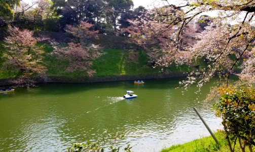 Sakura and boats in the Chidorigafuchi Moat - Tokyo, Japan - 20180402 093317
