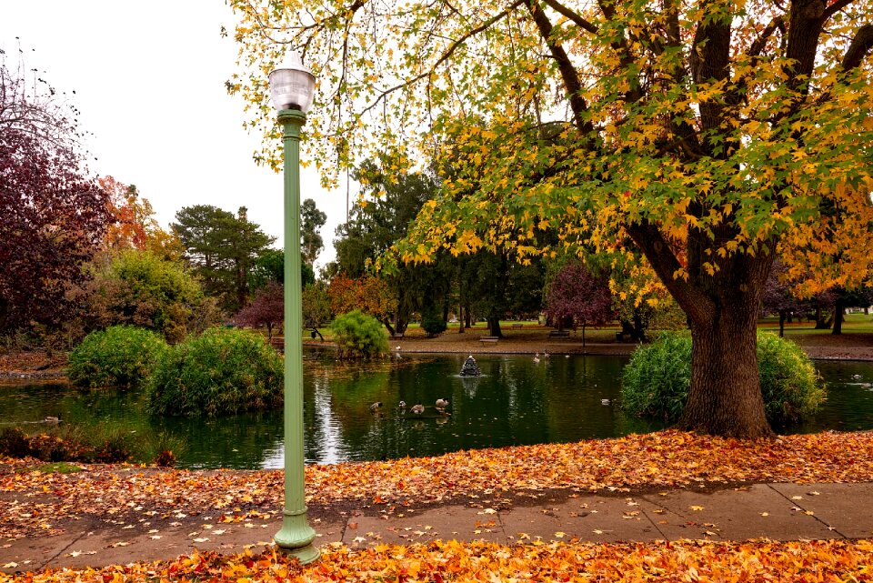 Fall autumn foliage