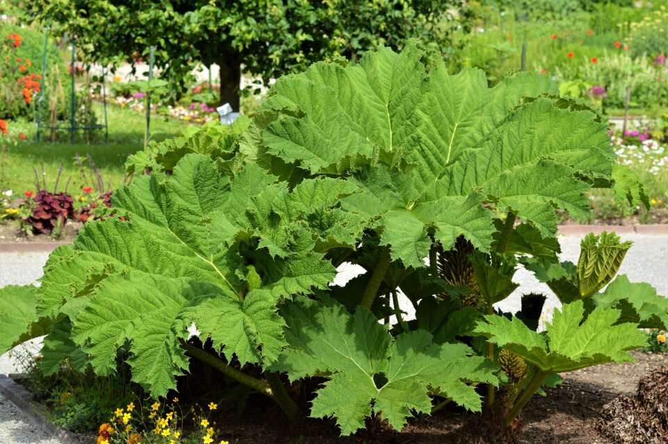 Plant green leaf leaf veins