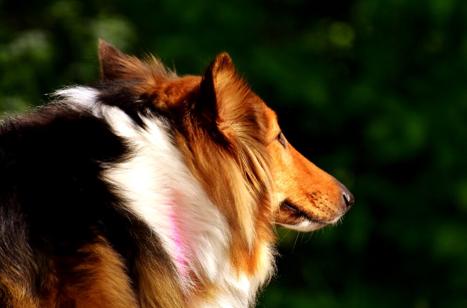 Animal go for a walk purebred dog