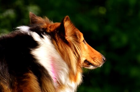 Animal go for a walk purebred dog