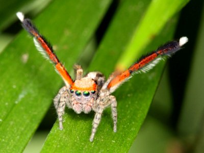 Saitis barbipes signaling
