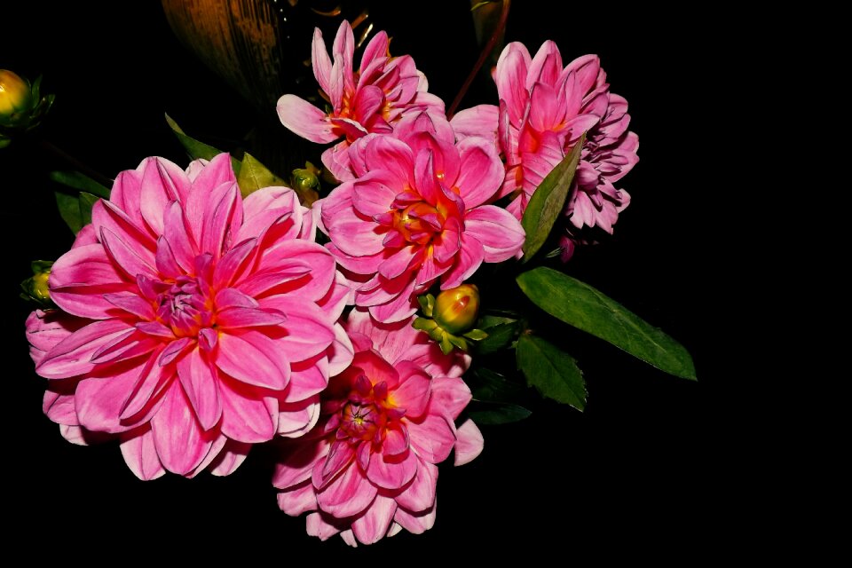 Bloom flower garden flora