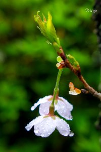 Sakura After The Rain (206649015)