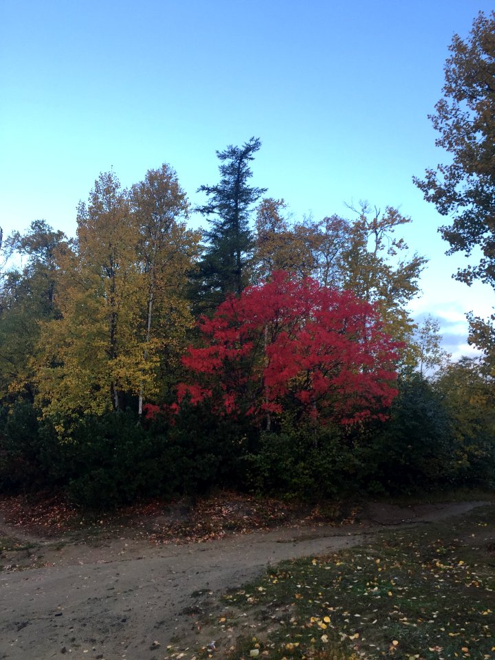 Sakhalinian autumn 05