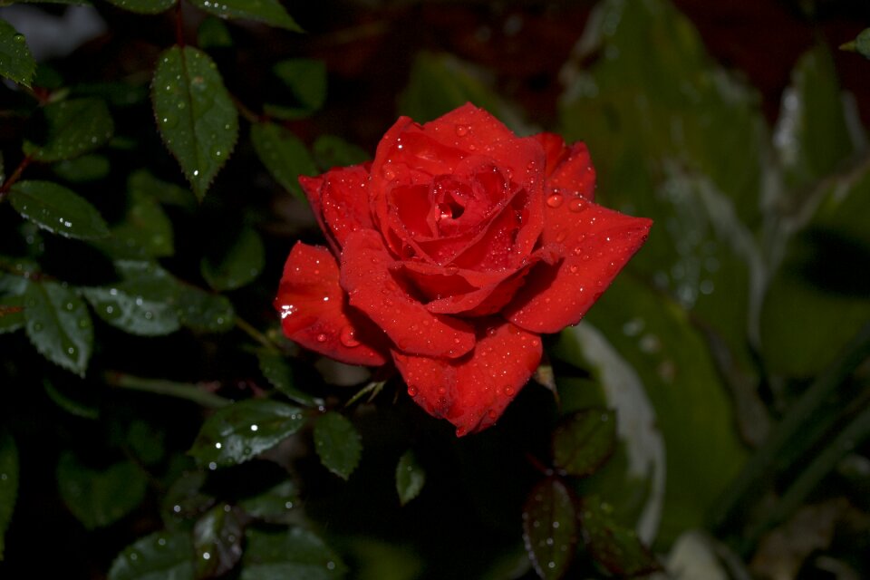 Red garden spring