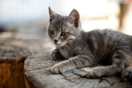 Pet cats animal