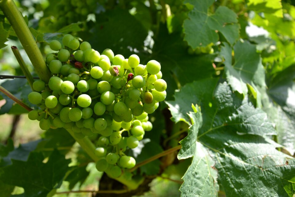 Vines grapevine winegrowing