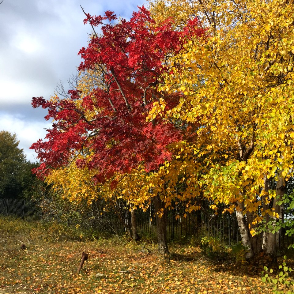 Sakhalinian autumn 03
