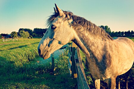 Fence mane horse photo