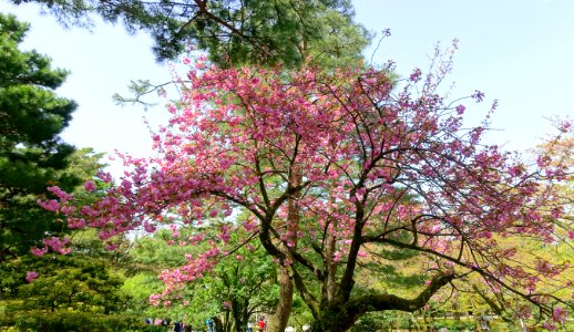 Sakura - Kenroku-en - Kanazawa, Japan - DSC09656