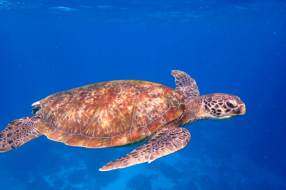 Ocean life ocean blue life