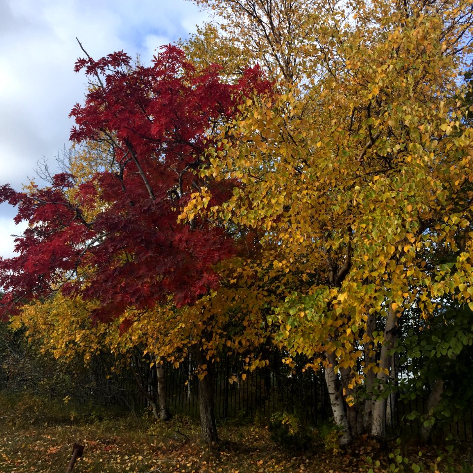 Sakhalinian autumn 02