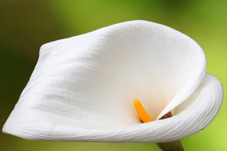 Calla white white blossom
