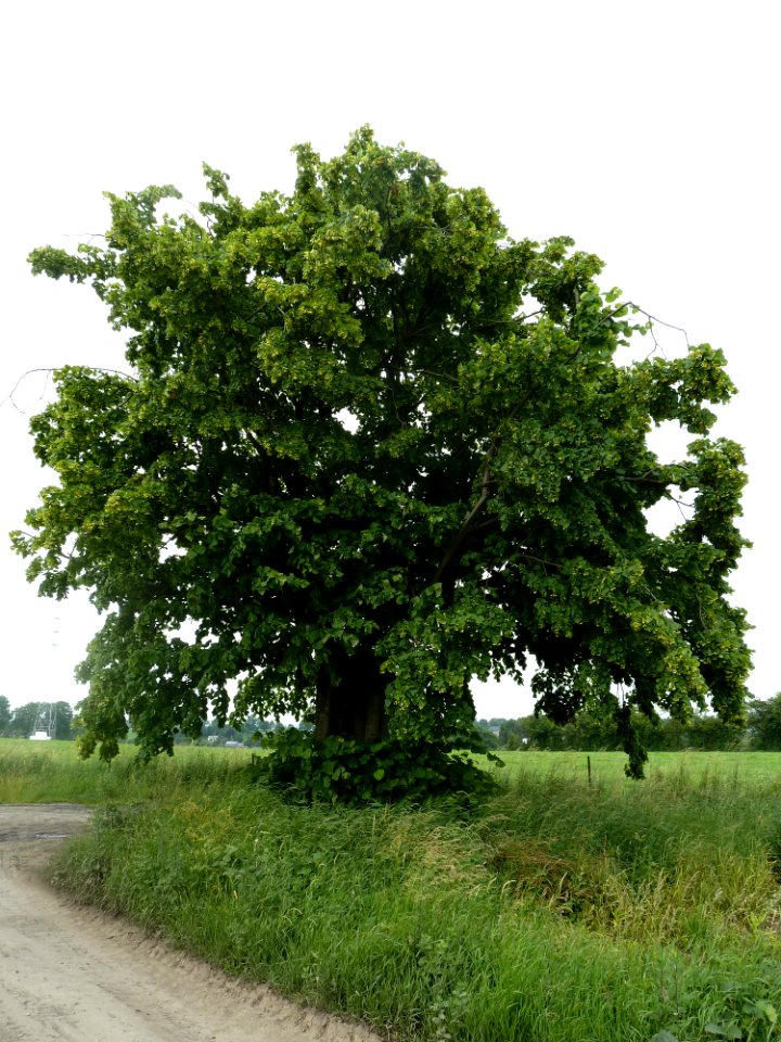 Saive-tilleul de Miermont (4)