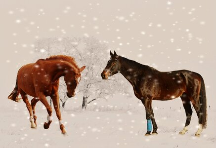 Snow animal nature