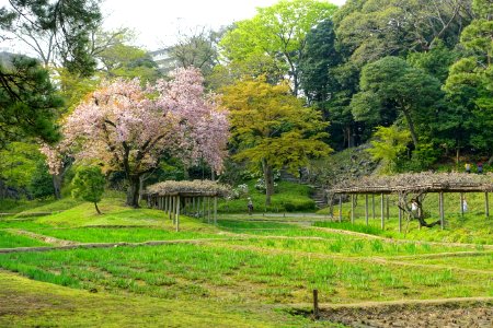 Sakura - Koishikawa Korakuen - Tokyo, Japan - DSC06237