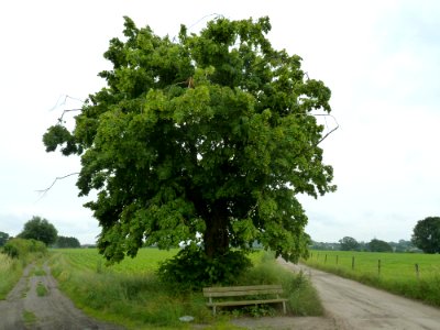 Saive-tilleul de Miermont (2)