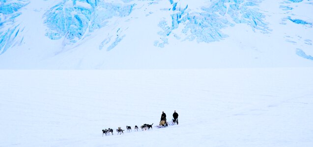 White arctic teamwork