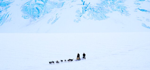 White arctic teamwork photo