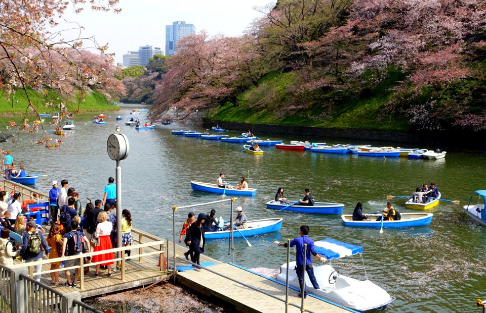 Sakura and boats in the Chidorigafuchi Moat - Tokyo, Japan DSC06051