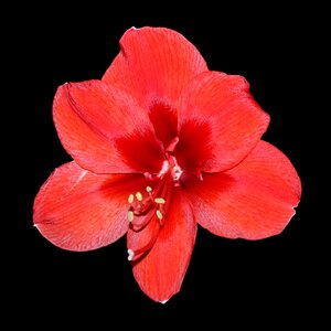 Red amaryllis red flower photo