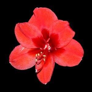 Red amaryllis red flower