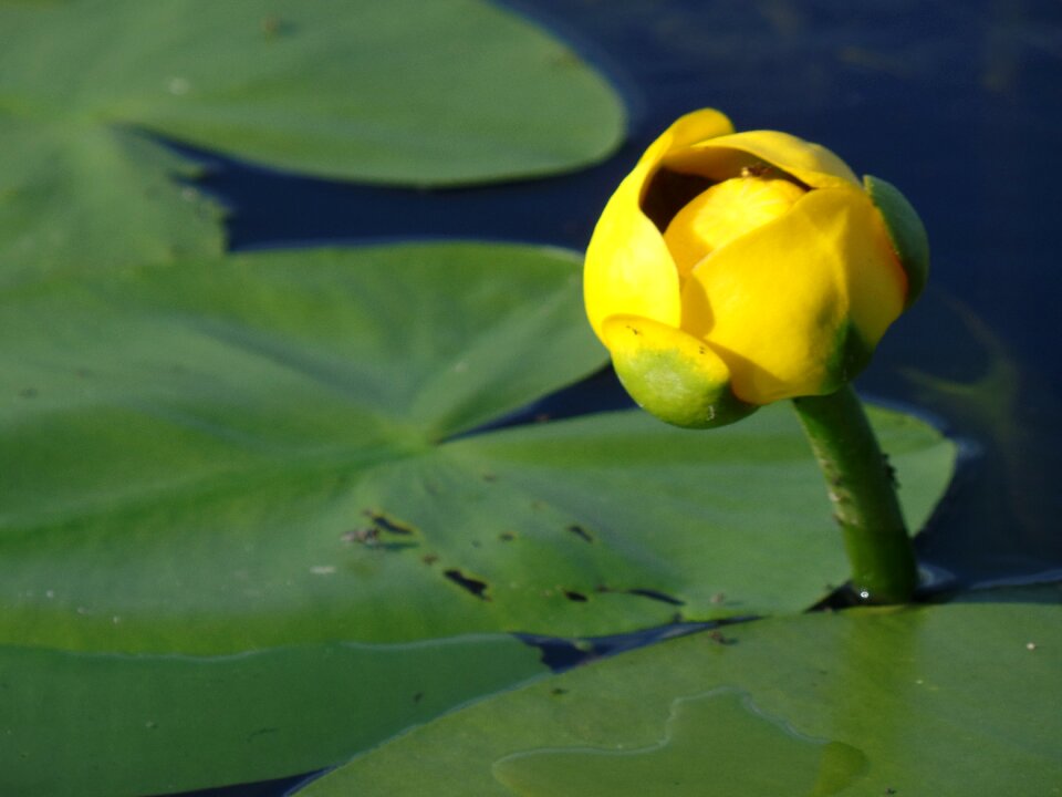 Water lily nature aquatic plant