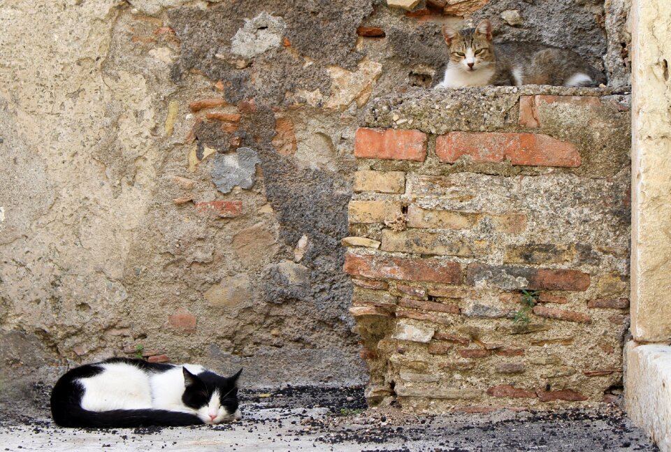 Italian city cat nap sleeping kittens