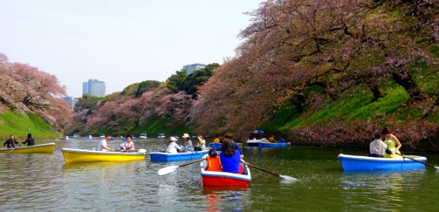 Sakura and boats in the Chidorigafuchi Moat - Tokyo, Japan DSC06060