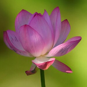 White pink nuphar lutea lotus flower photo