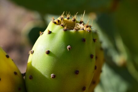 Prickly plant mediterranean