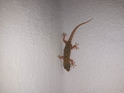 Salamanquesa2
