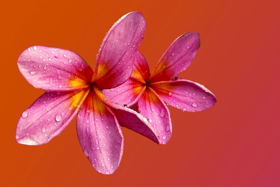 Bloom pink filigree
