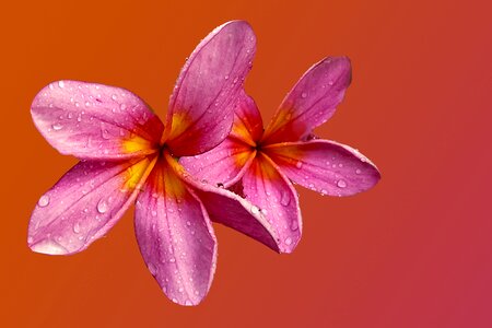 Bloom pink filigree