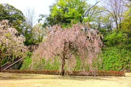Sakura - Kenroku-en - Kanazawa, Japan - DSC09652