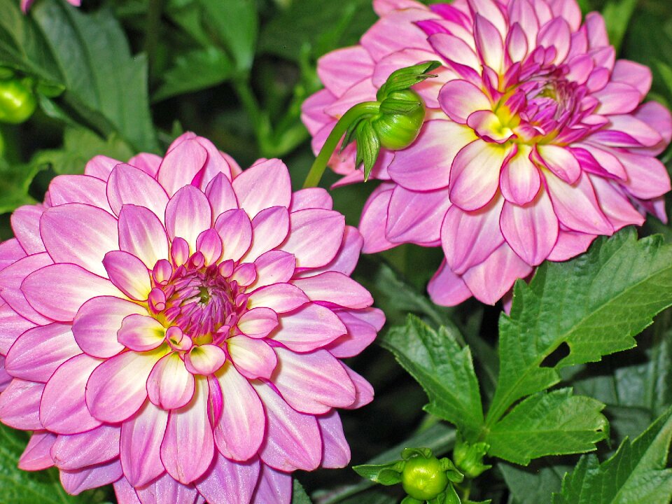Blossom bloom flower