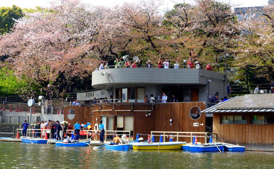 Sakura and boats in the Chidorigafuchi Moat - Tokyo, Japan DSC06083