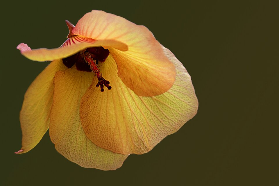 Yellow orange hibiscus wild hibiscus