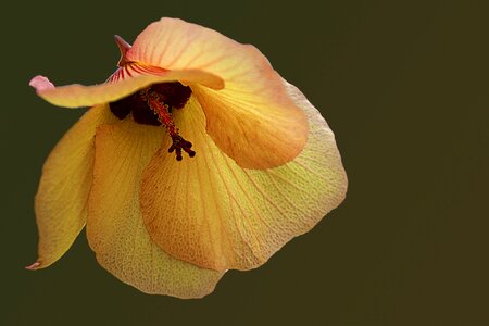 Yellow orange hibiscus wild hibiscus photo
